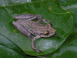 Image of Scinaxinae Duellman, Marion & Hedges 2016