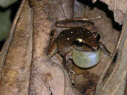 Image of Craugastoridae Hedges, Duellman & Heinicke 2008