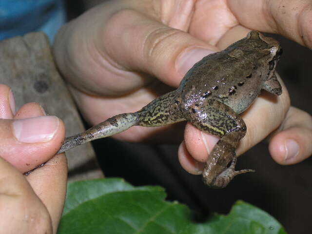 Image of leptodactylid frogs