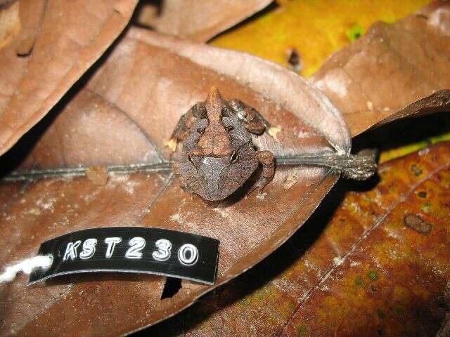 Image of common horned frogs
