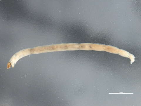 Image of Stictochironomus unguiculatus (Malloch 1934)