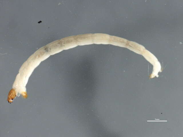 Cryptochironomus psittacinus (Meigen 1830) resmi