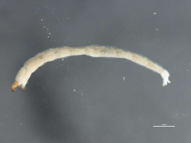 Cryptochironomus psittacinus (Meigen 1830) resmi