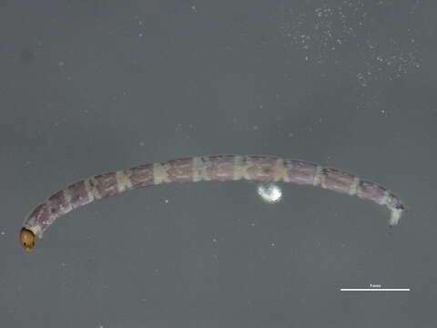 Image of Chaetocladius