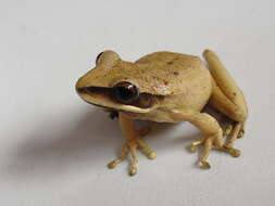 Image of Basin Treefrog