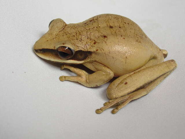 Image of Basin Treefrog