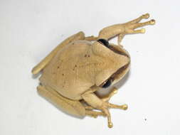 Image of Basin Treefrog