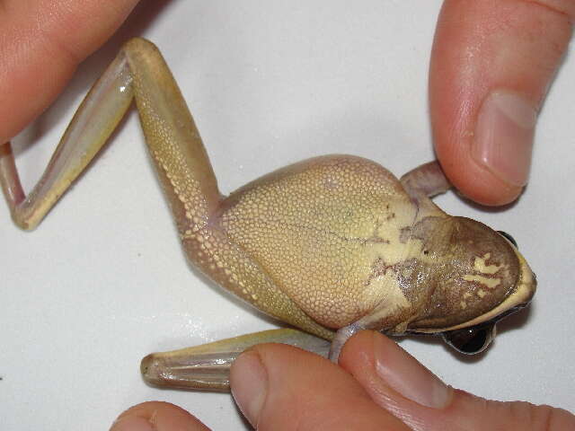 Image of Basin Treefrog