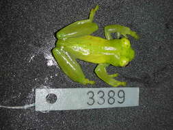 Image of glass frogs