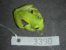 Image of Andes Giant Glass Frog