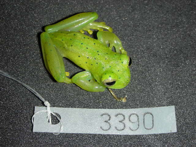 Image of Andes Giant Glass Frog