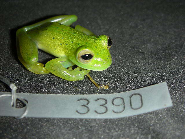 Image of Andes Giant Glass Frog