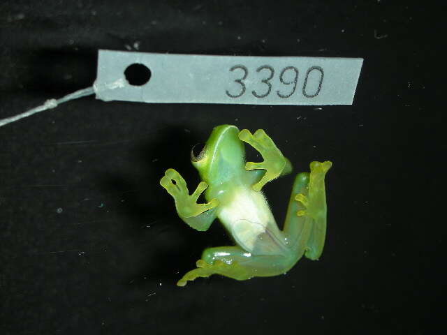 Image of Andes Giant Glass Frog