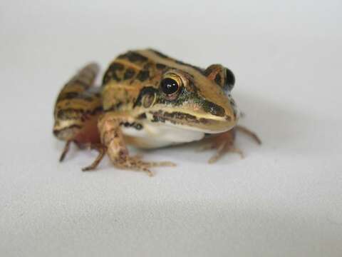 Image of rufous frog