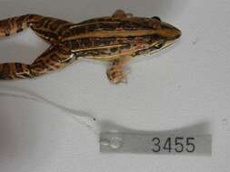 Image of rufous frog