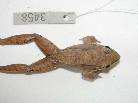 Image of rufous frog