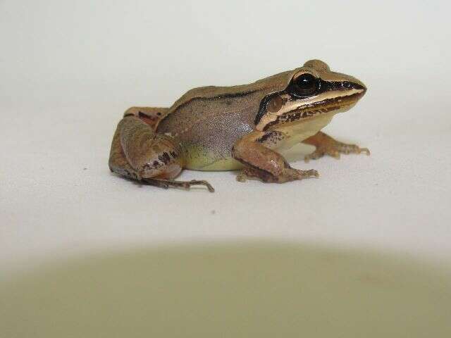 Image of rufous frog