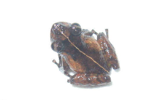 Image of Pristimantis