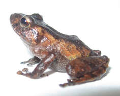 Image of Pristimantis