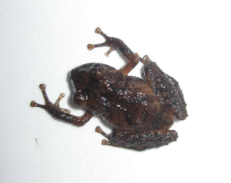 Image of Pristimantis miyatai (Lynch 1984)