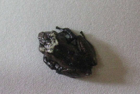 Image of Pristimantis miyatai (Lynch 1984)