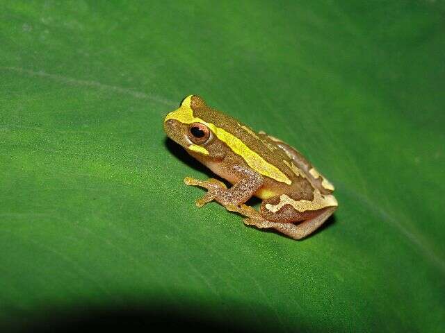 Image de Dendropsophus subocularis (Dunn 1934)