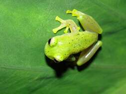 Image of Andes Giant Glass Frog