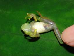 Image of Andes Giant Glass Frog