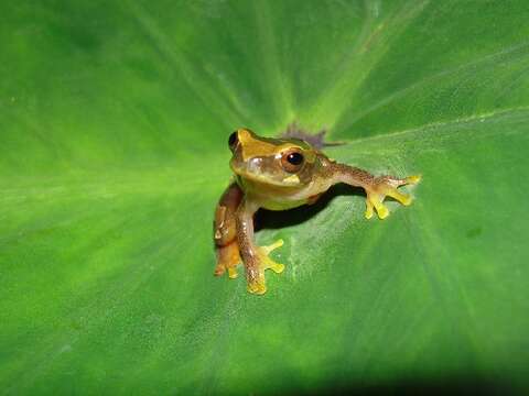 Sivun Dendropsophus subocularis (Dunn 1934) kuva