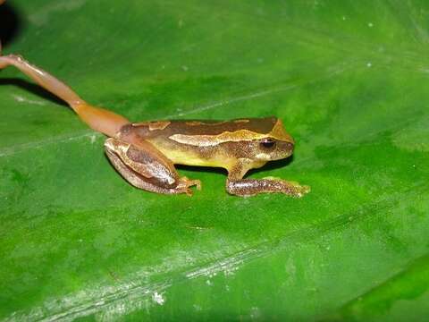 صورة Dendropsophus subocularis (Dunn 1934)