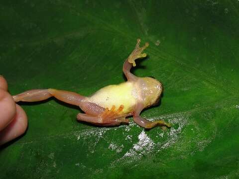 Sivun Dendropsophus subocularis (Dunn 1934) kuva