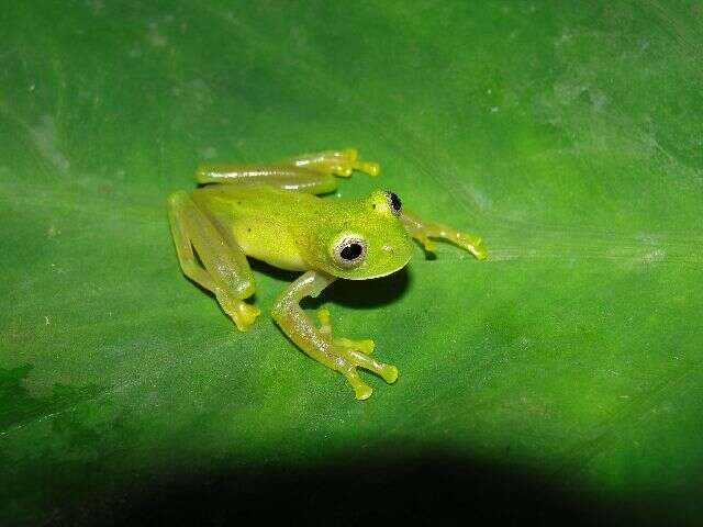 Image of Andes Giant Glass Frog