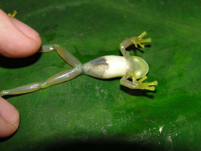 Image of Andes Giant Glass Frog