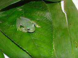 Image of Andes Giant Glass Frog