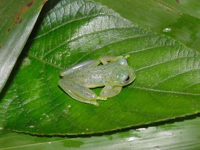 Image of Andes Giant Glass Frog