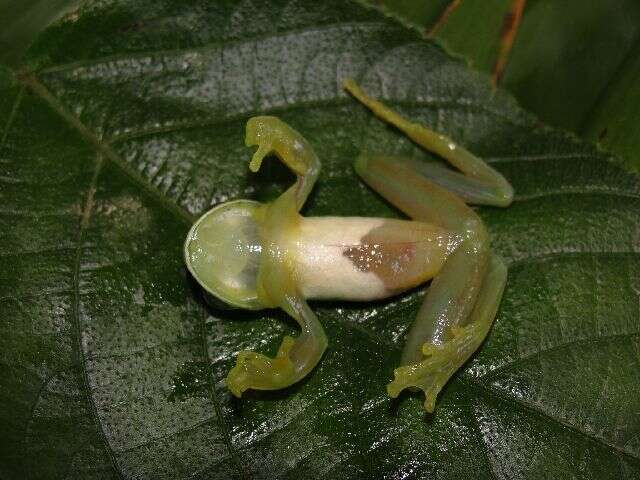 Image of Andes Giant Glass Frog