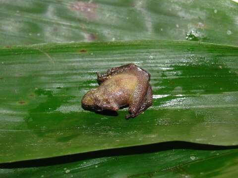 Sivun Pristimantis miyatai (Lynch 1984) kuva