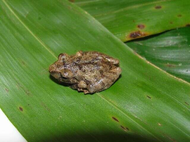 Image of Banded Robber Frog