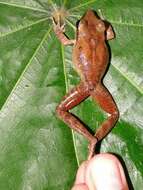 Image of Longsnout Robber Frog