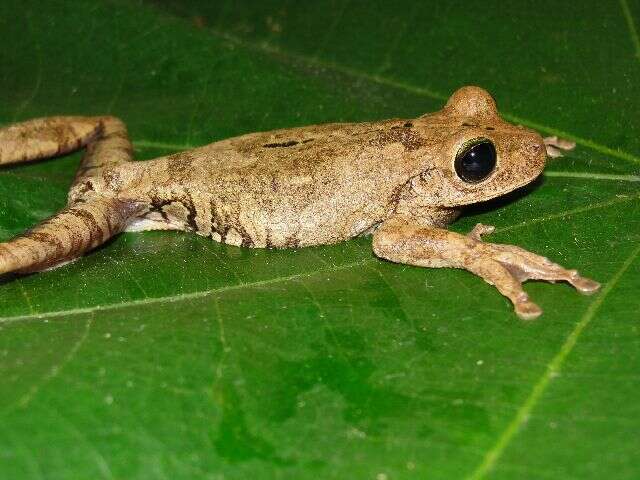 Image of Chirique-Flusse Treefrog