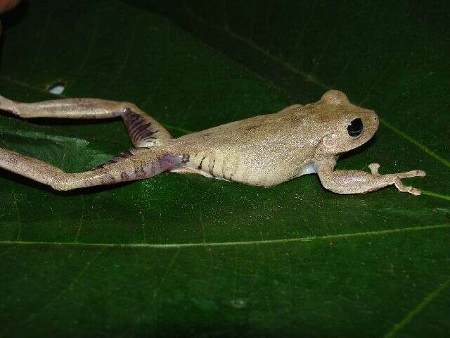 Image of Chirique-Flusse Treefrog