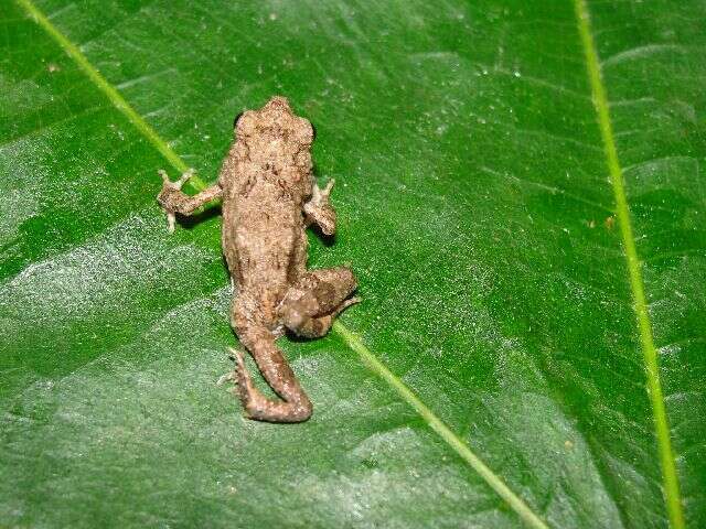 Image of Tungara Frog