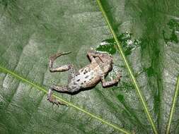 Image of Tungara Frog