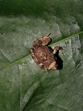 Image of Tungara Frog