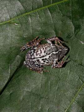 Image of Tungara Frog