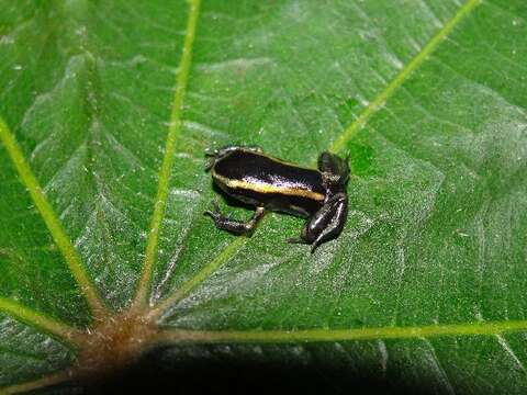 Plancia ëd Dendrobates truncatus (Cope 1861)