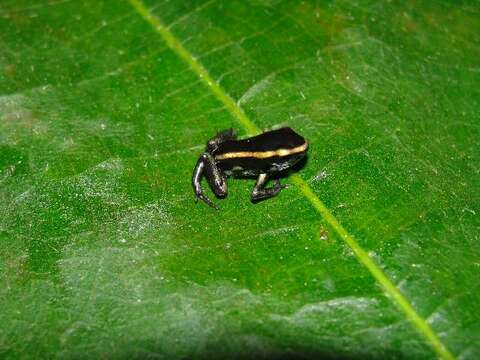 Plancia ëd Dendrobates truncatus (Cope 1861)