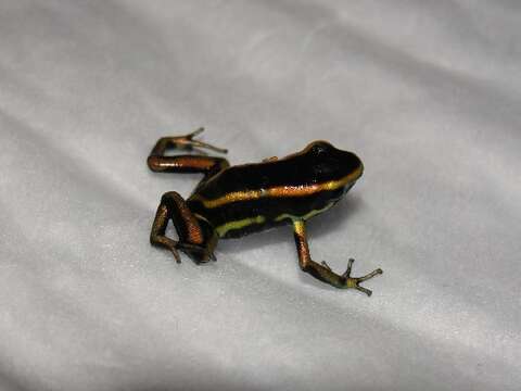 Plancia ëd Dendrobates truncatus (Cope 1861)