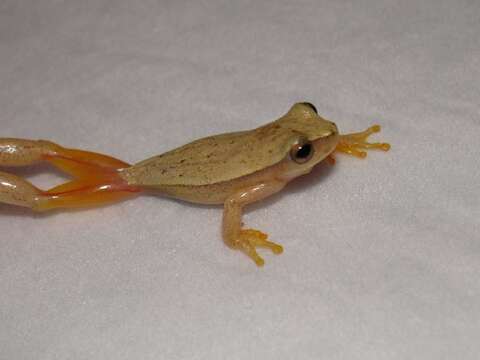 Image of Small-headed Treefrog