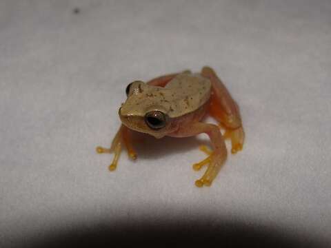 Image of Small-headed Treefrog